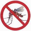 aedes dengue mosquito
